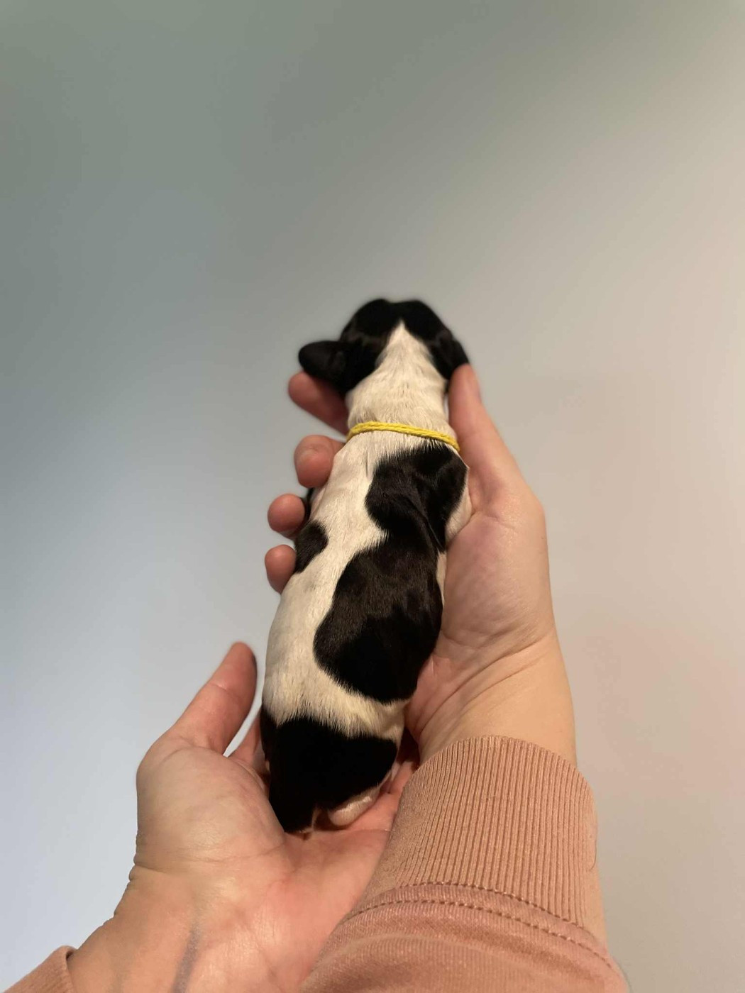 Du Pré Aux Etocs - Chiots disponibles - Cocker Spaniel Anglais