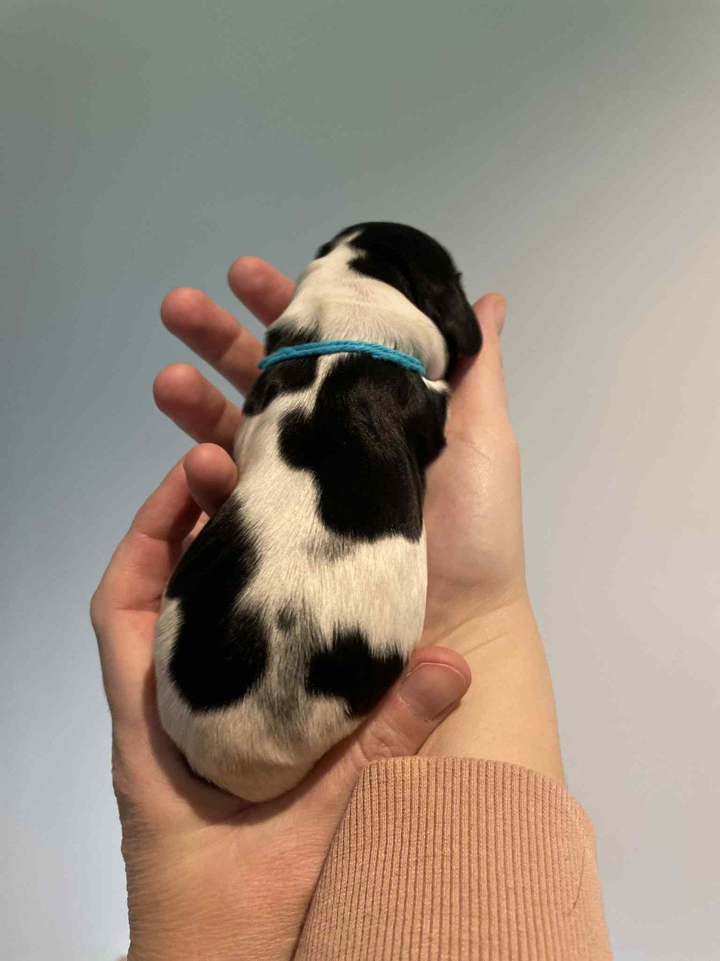 Du Pré Aux Etocs - Chiots disponibles - Cocker Spaniel Anglais