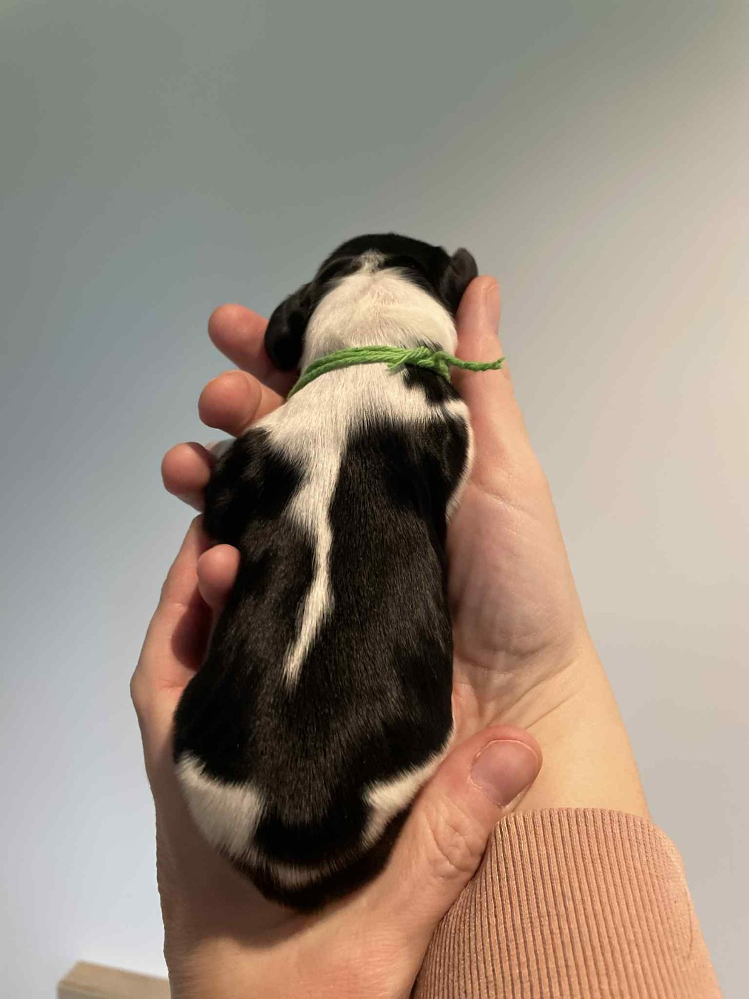 Du Pré Aux Etocs - Chiots disponibles - Cocker Spaniel Anglais