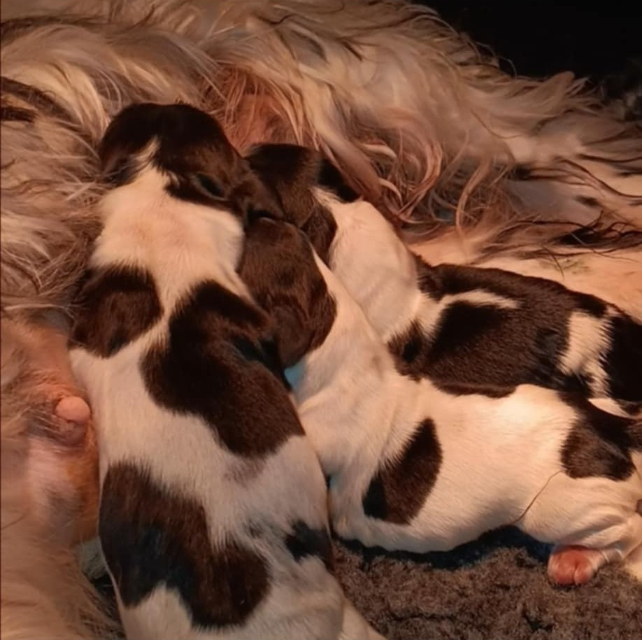 Chiot Cocker Spaniel Anglais Du Pré Aux Etocs