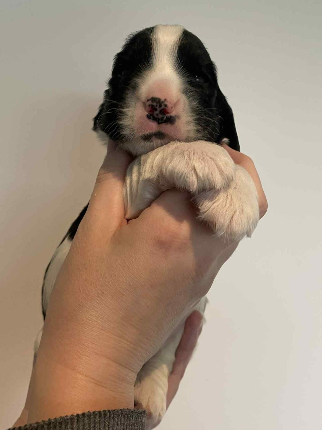 Du Pré Aux Etocs - Chiots disponibles - Cocker Spaniel Anglais