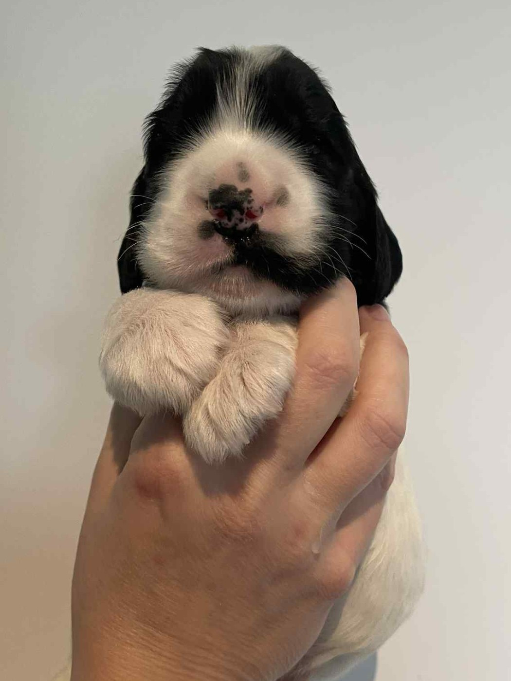 Du Pré Aux Etocs - Chiots disponibles - Cocker Spaniel Anglais