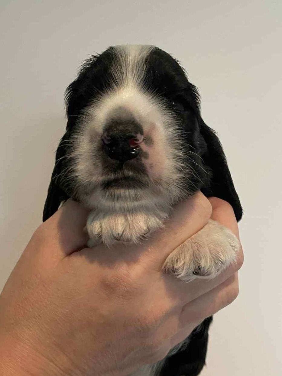 Du Pré Aux Etocs - Chiots disponibles - Cocker Spaniel Anglais