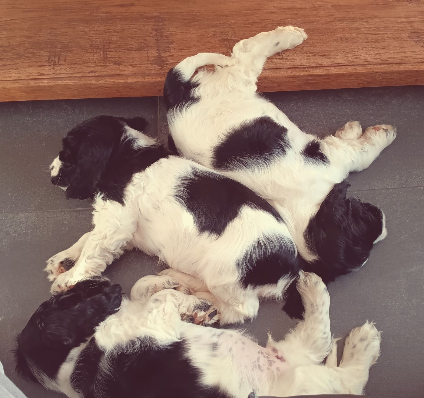 Du Pré Aux Etocs - Cocker Spaniel Anglais - Portée née le 15/01/2026