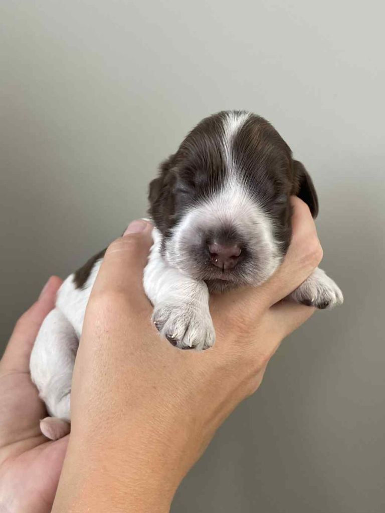 Du Pré Aux Etocs - Chiots disponibles - Cocker Spaniel Anglais
