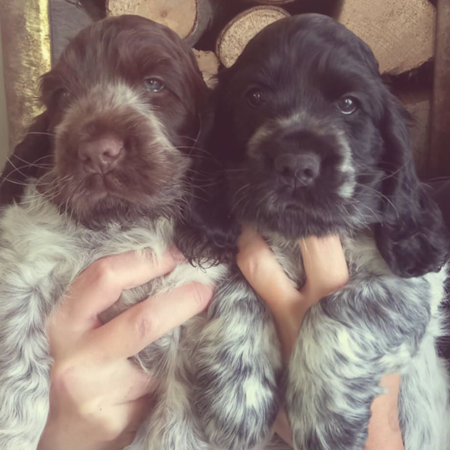 Chiot Cocker Spaniel Anglais Du Pré Aux Etocs