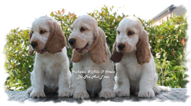 Chiot Cocker Spaniel Anglais Du Pré Aux Etocs