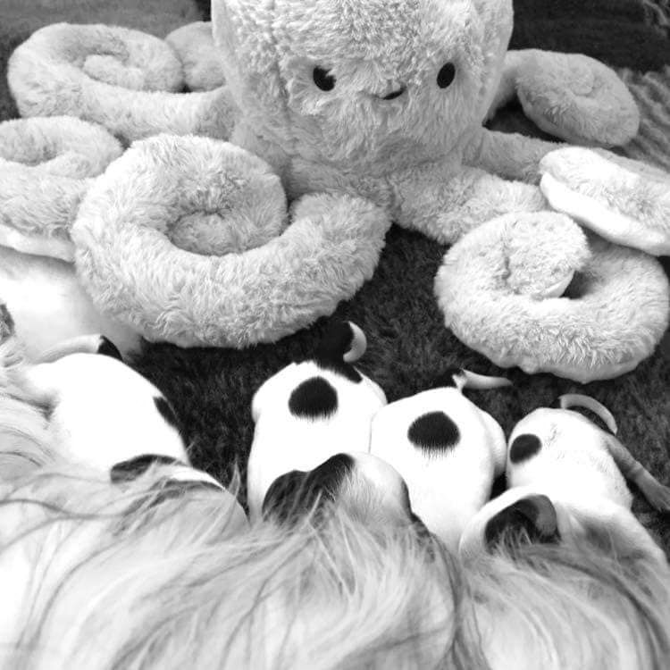 Du Pré Aux Etocs - Cocker Spaniel Anglais - Portée née le 28/11/2024